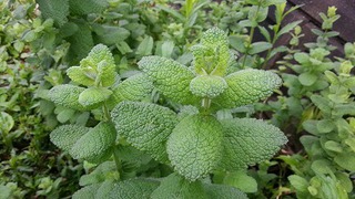木いちごのゼリー 木いちごのゼリー
