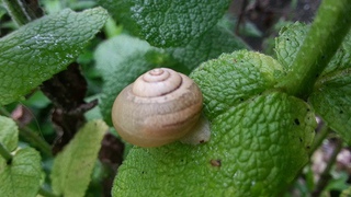 木いちごのゼリー 木いちごのゼリー
