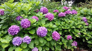 木いちごのゼリー 木いちごのゼリー