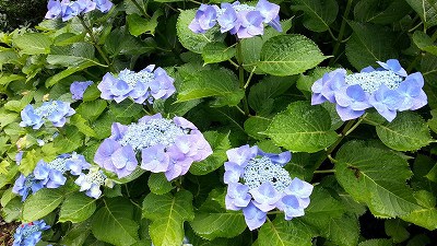 木いちごのゼリー 木いちごのゼリー