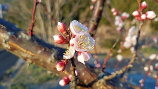 盲腸ガン(大腸がん) 手術から 退院まで 盲腸ガン(大腸がん) 手術から 退院まで