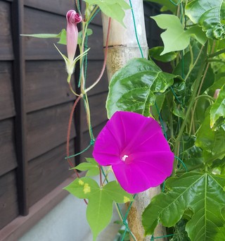 貸し別荘 颯ん家(はやてんち) 貸し別荘 颯ん家(はやてんち)
