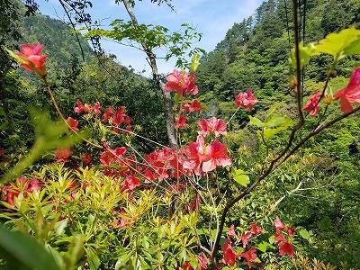 秘境の里 祖谷のかずら橋と祖谷川の小便小僧 (徳島) 秘境の里 祖谷のかずら橋と祖谷川の小便小僧 (徳島)