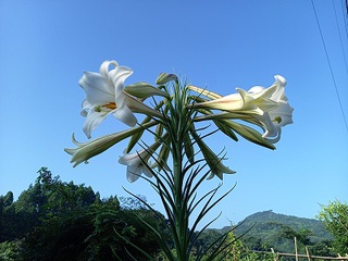 超豪華な一本のタカサゴユリ 超豪華な一本のタカサゴユリ