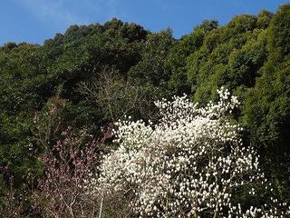 白木蓮 白木蓮