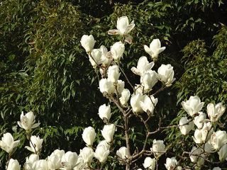 白木蓮 白木蓮