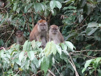 マレーシア旅行 ペナン島一周の旅 マレーシア旅行 ペナン島一周の旅