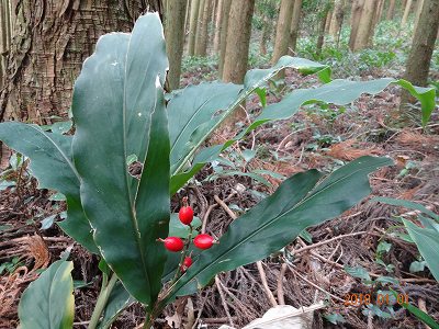 白岳(しらたけ)から新年がスタート 白岳(しらたけ)から新年がスタート