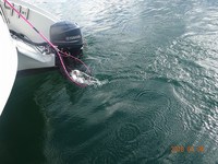 ニュージーランド2日目 ロトルア タラウェラ湖でマス釣り