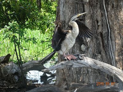 ダーウィン カカドゥ国立公園 ノーランジー 旅行5日目 午後 ダーウィン カカドゥ国立公園 ノーランジー 旅行5日目 午後