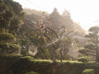 芸術の秋 蜘蛛の作品展 芸術の秋 蜘蛛の作品展