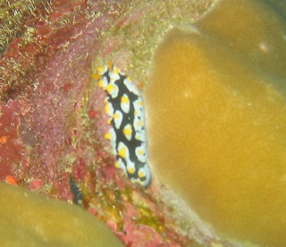 うみぶたのウミウシ