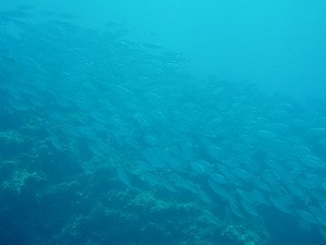 Saipan Diving紀行 5 最初はラウラウ
