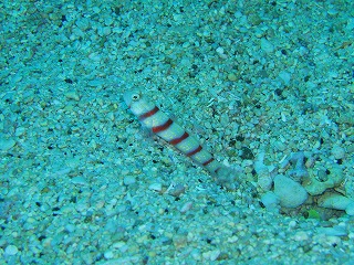 沖縄に安く行ける季節です