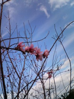 梅の花