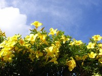 夏の楽しみ