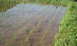 摂食障害の娘と共に 退院