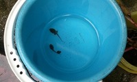 摂食障害の娘と共に 退院