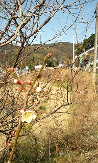 摂食障害の娘へ ひとすじの涙