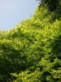 摂食障害の娘と共に 薫風