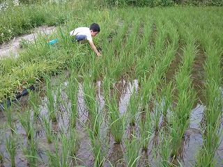 摂食障害の娘と共に 五月雨