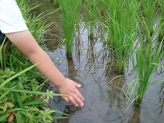 摂食障害の娘と共に 五月雨
