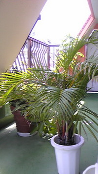 スコール 2008/07/14 14:35:57