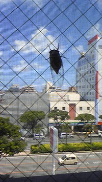 マンション5階 2008/07/15 11:33:57