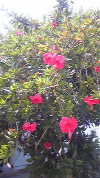 台風来るの？ 2008/07/26 15:50:03