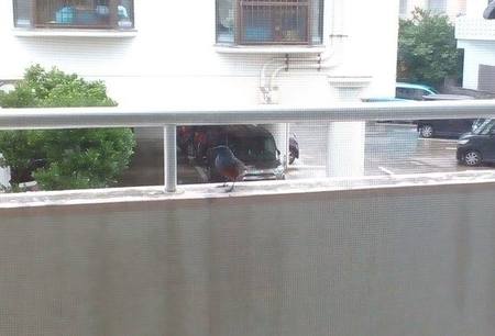 鳥がやってきて・・・ 鳥がやってきて・・・