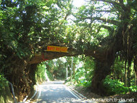 樹のトンネル種子島 2006/08/08 06:08:05