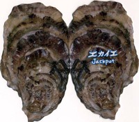 牡蠣（カキ）づくしのお店、発見！ 2010/08/07 14:41:21