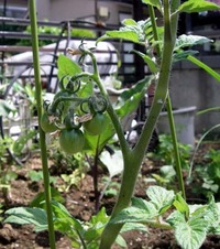 ちょっとイイコト・・・ミニ菜園 2011/05/22 10:12:18