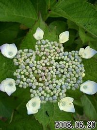 紫陽花４