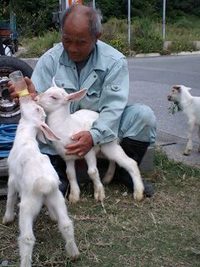 白ヤギさん。 2008/04/05 22:31:28
