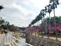 与儀公園の桜