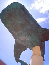沖縄美ら海水族館！ 2008/08/09 14:32:40