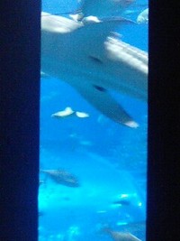 水族館の中へ 2008/08/09 14:56:47