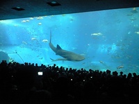 美ら海水族館 2008/08/09 15:38:24