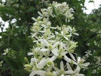サキシマボタンヅル