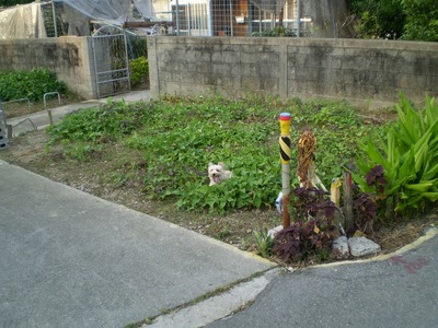 畑がぁ~(-_-;)