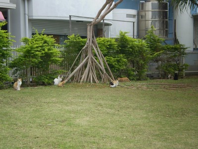 猫の集団!