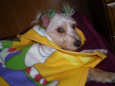 メタボ犬♪