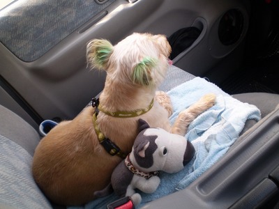 犬のくせに~(-_-;)