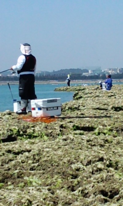 チヌ釣っちゃた