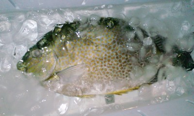 一日氷漬け