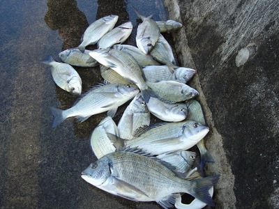 チヌ釣り大会!!