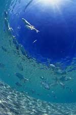 海のオブジェ 2008/07/21 11:32:47