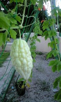 お庭の白ゴーヤ 2008/07/25 12:44:31