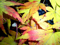 紅葉